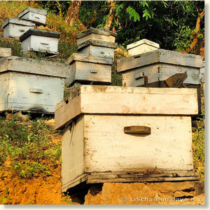 Bienenkörbe in Silinge